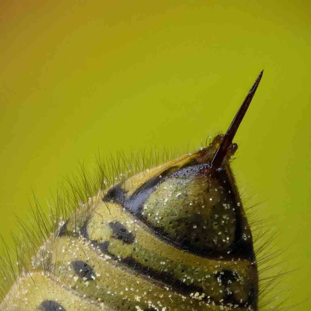 MO Clinical Bee Venom Advanced Radiance Mask (5Pcs Charcoal)