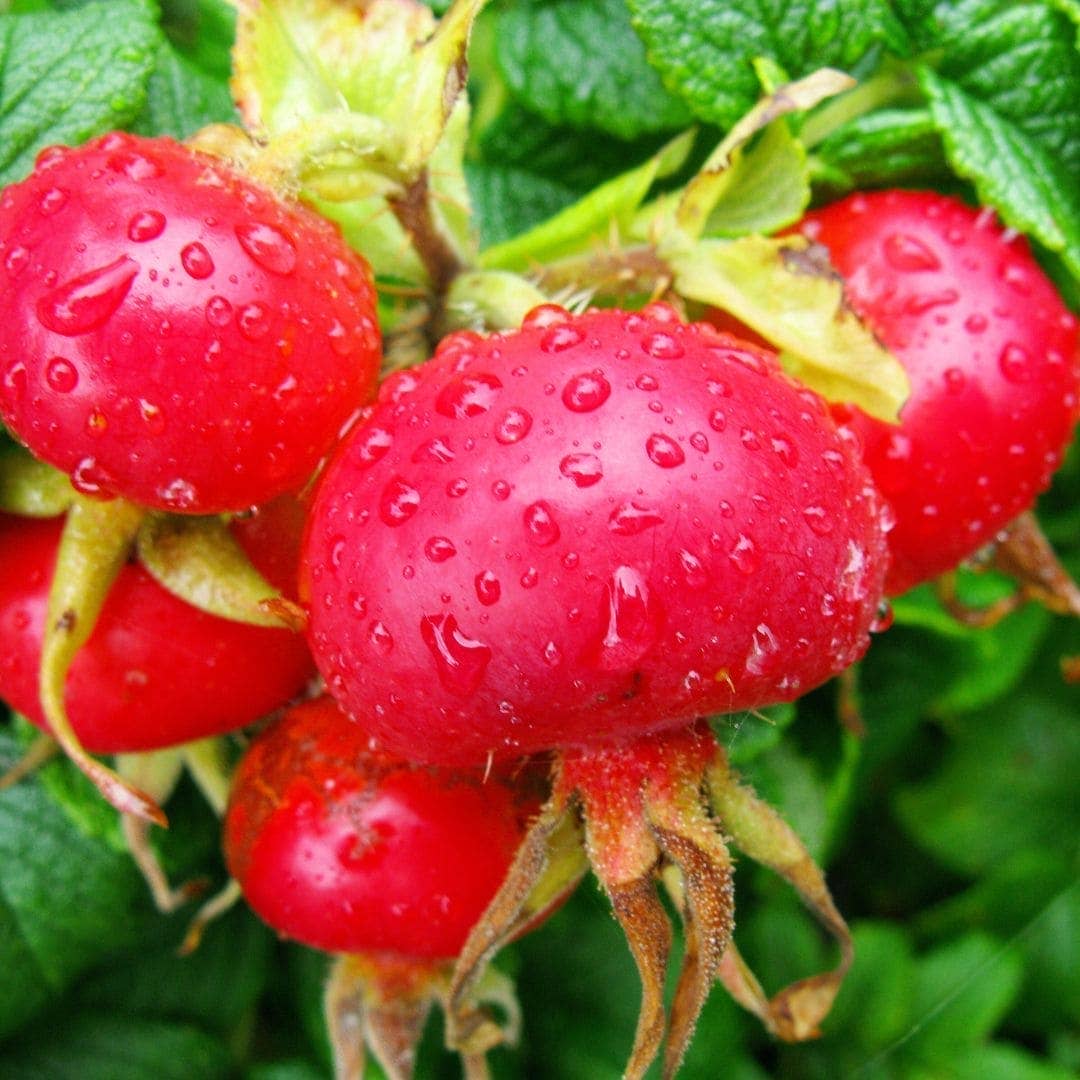 Rosehip Oil, 100% Organic