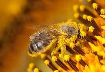 Honeybee Venom Face Oil