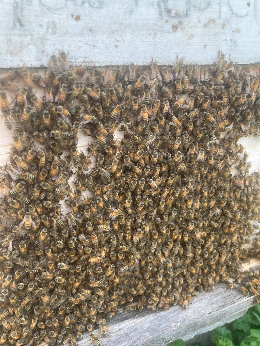 Honeybee Venom Face Oil