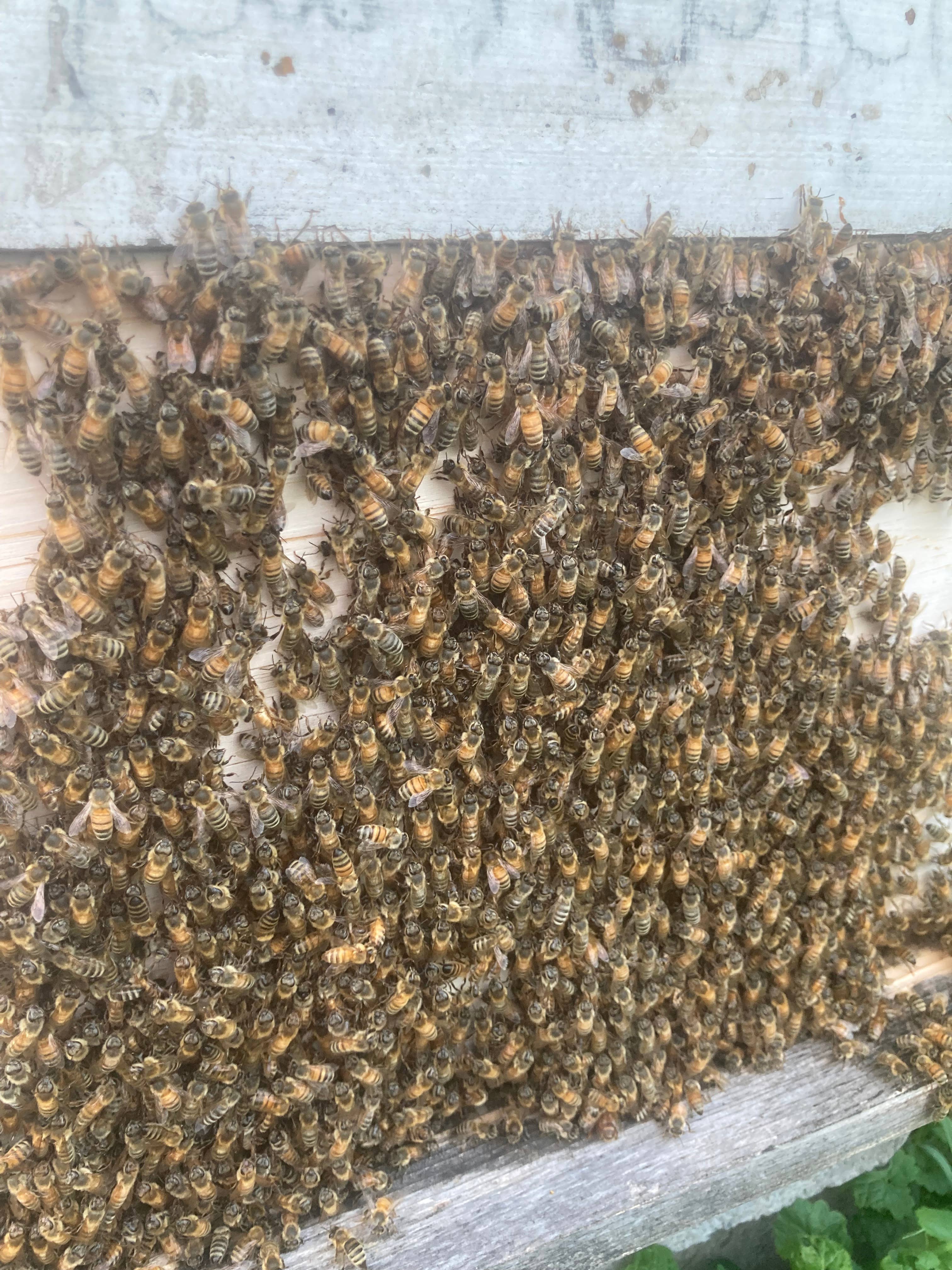 Honeybee Venom Face Oil