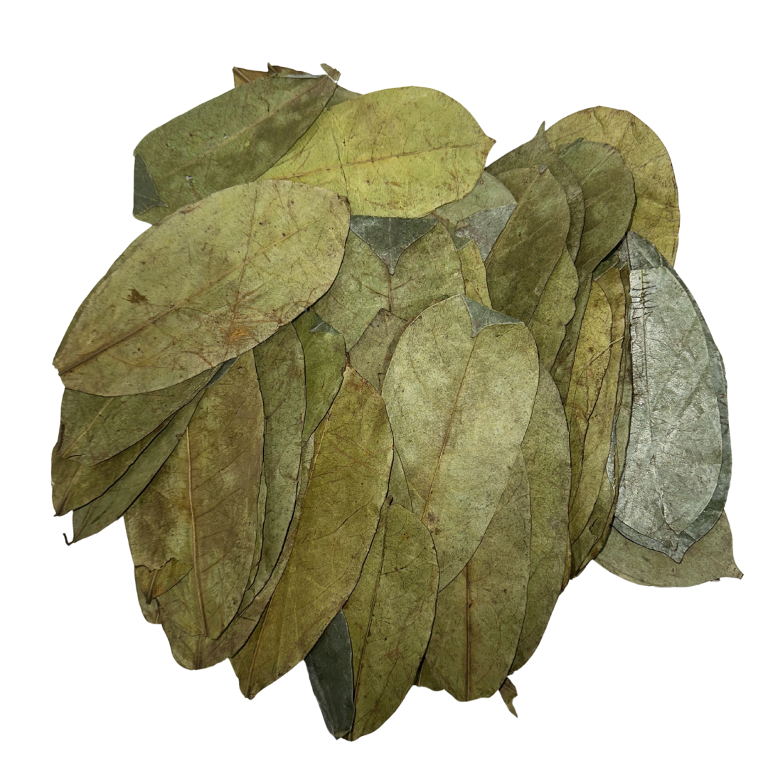 Organic Soursop Leaves 50g - Dried Leaf | Hoja De Guanabana