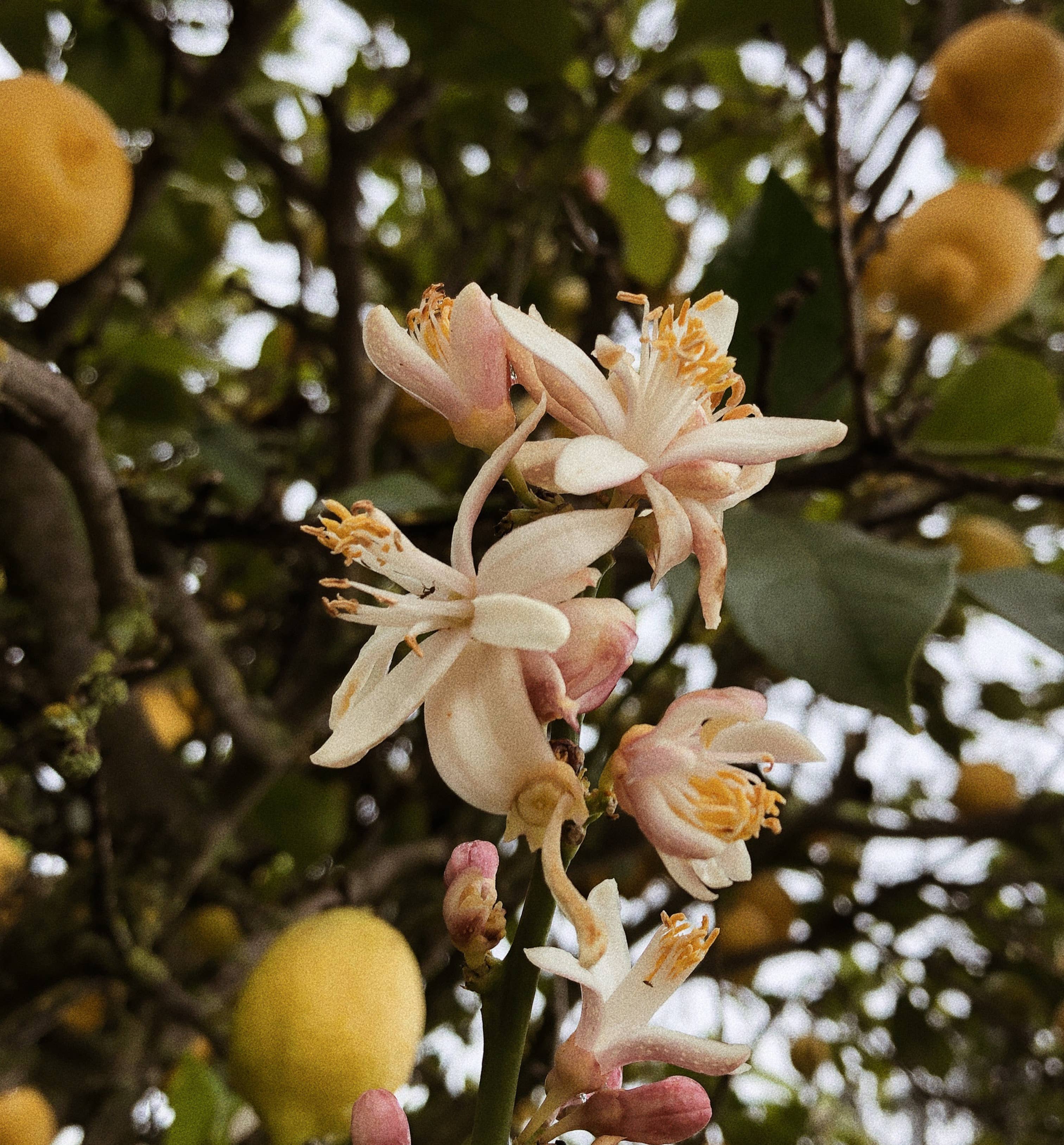 VALLEY GIRL PERFUME OIL ROLLER WAND